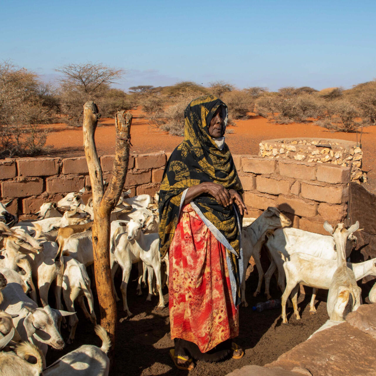 A Somalian woman standing in a herd of goats